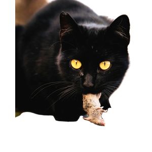 A Black Cat With Piercing Yellow Eyes Proudly Holding A Mouse Outdoors. 18920 - Cat PNG image with transparent background